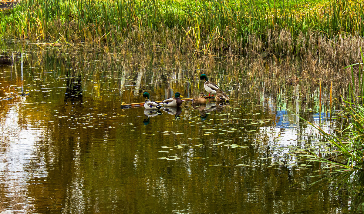 Пруд в октябре. - Петр Беляков