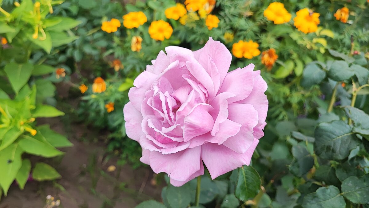 ,,, - Сергей Тимоновский