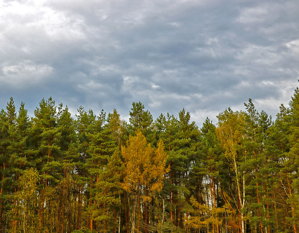 Уж небо осенью дышало... - Светлана Уж небо осенью дышало... - Светлана