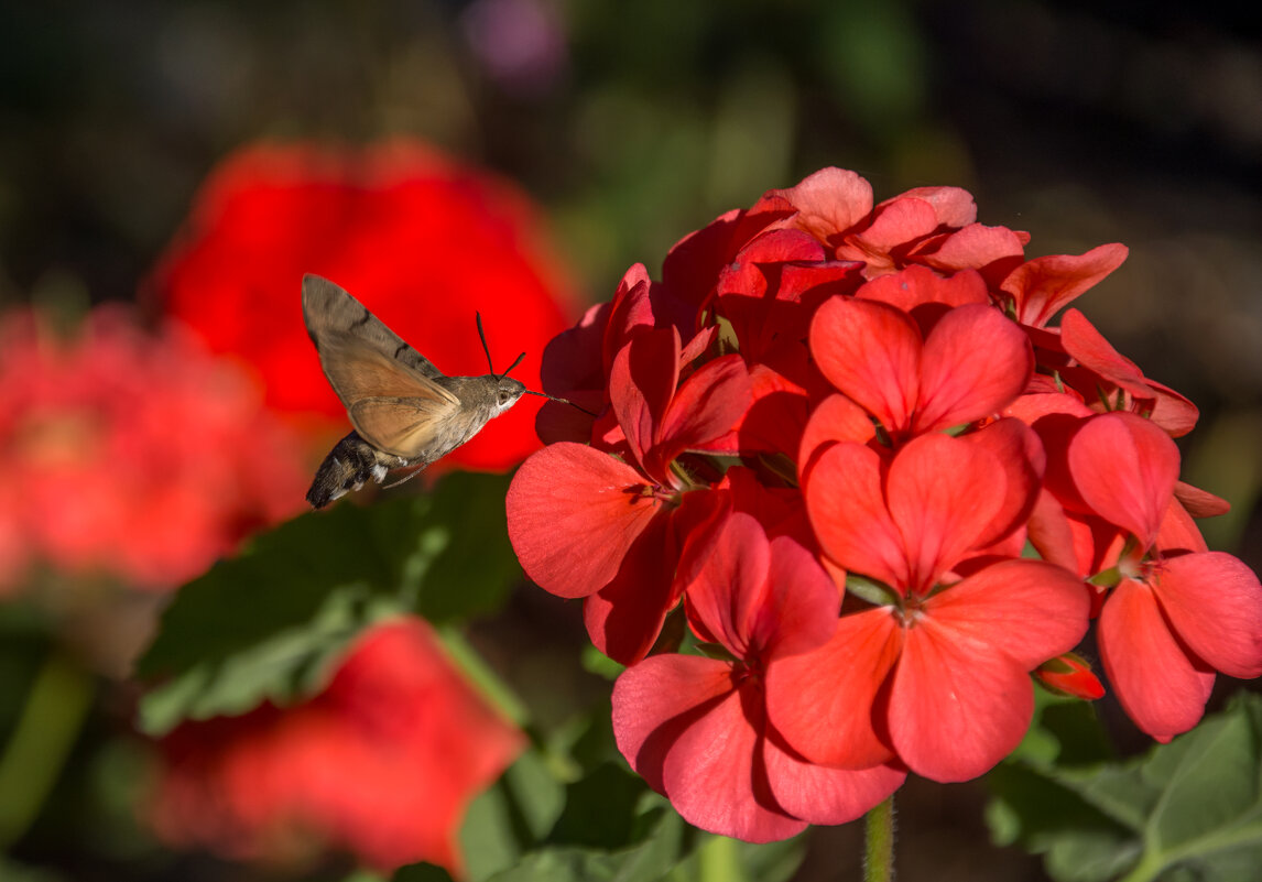 Бражник - Наталья Димова
