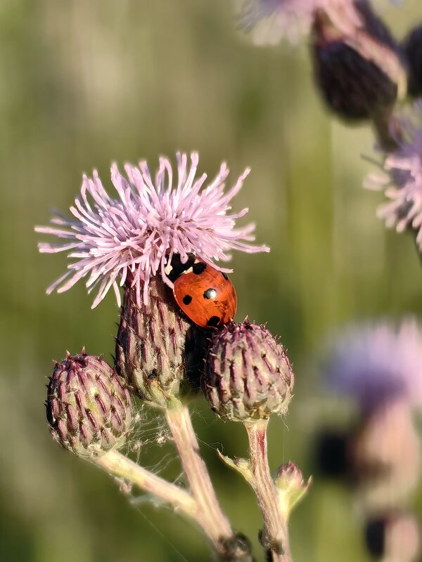 Божья коровка - Евгений Васильев