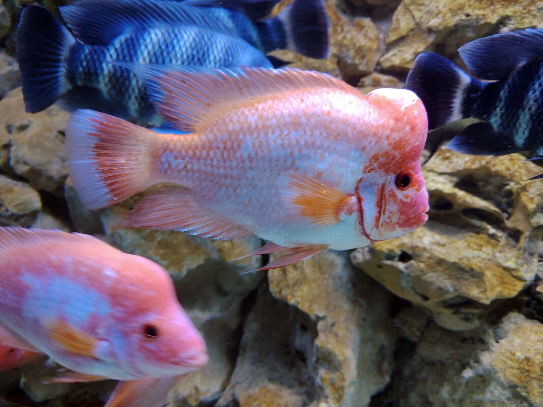 Розовые рыбки - Евгений Васильев