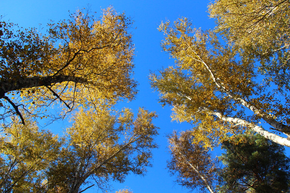 Осенний лес - Владимир Помазан