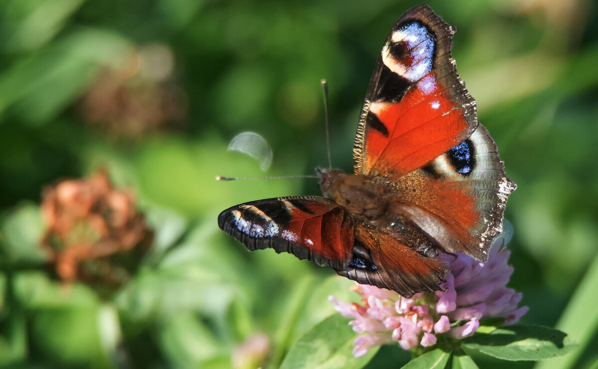 *** - Владимир Безбородов