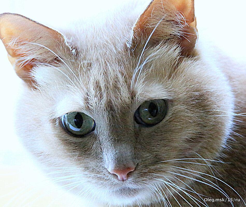 маленькие радости - Олег Лукьянов