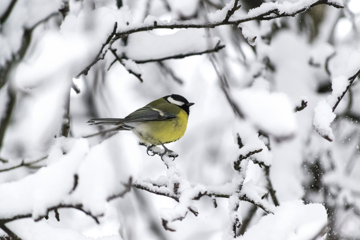 Синица - Игорь Протасов