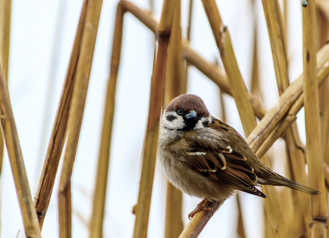 Воробей - Игорь Протасов