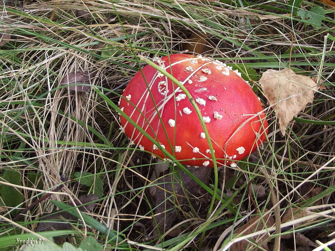 Мухоморчик - Freddy 97