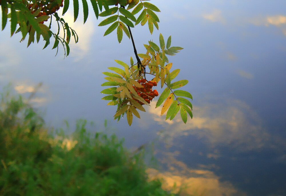 Рябинка над рекой - Галина Ильясова