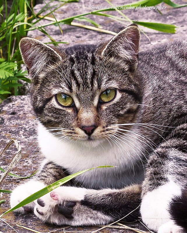 Портрет кота - Светлана Ищенко