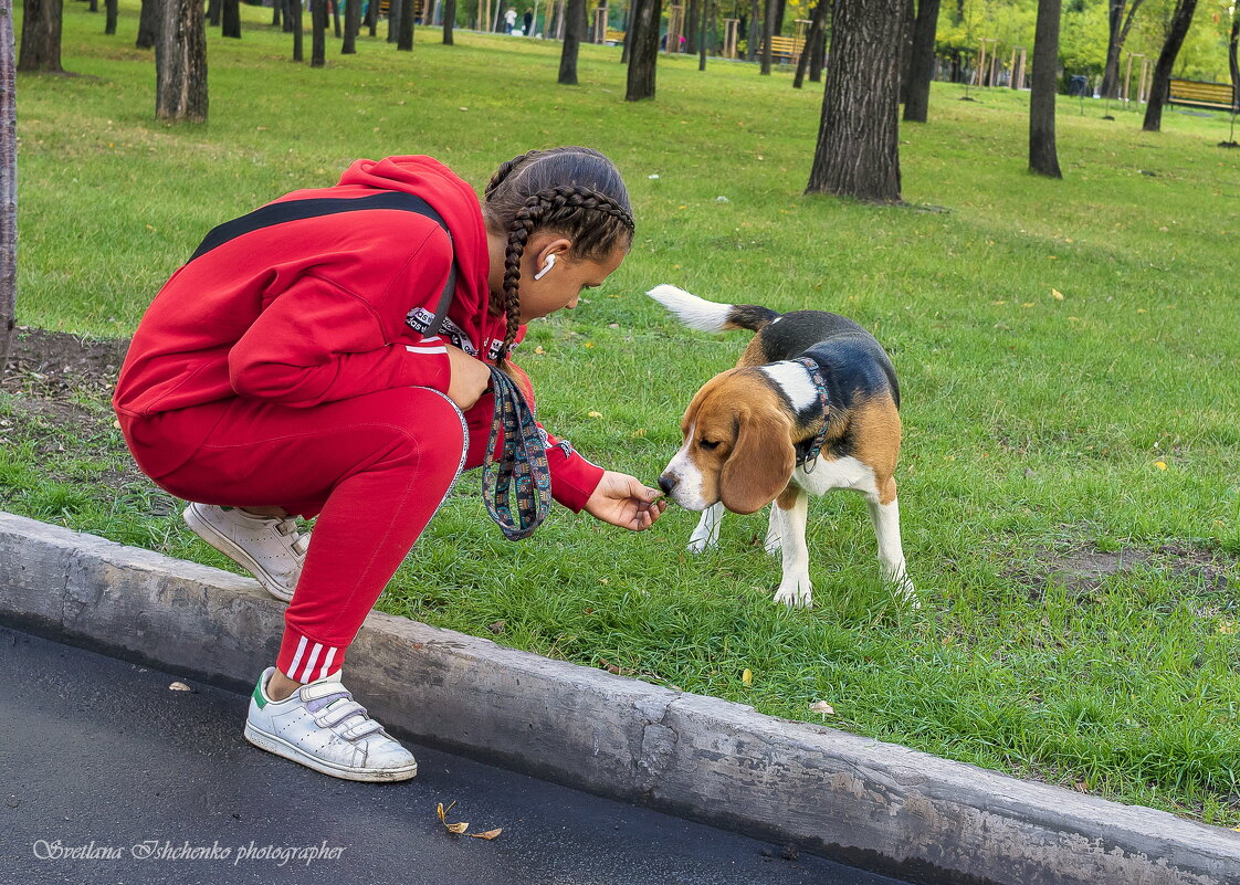 Бигль - Светлана Ищенко