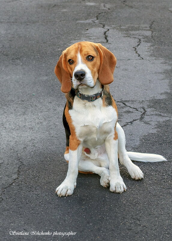 Бигль - Светлана Ищенко