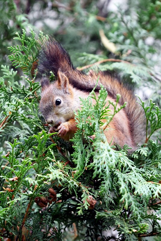 *** - Александра Николаева *** - Александра Николаева