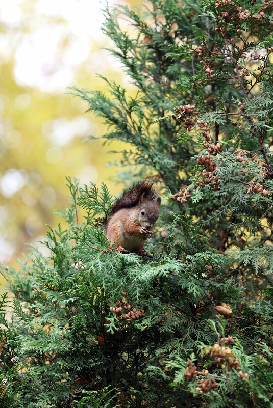 белочка - Александра Николаева