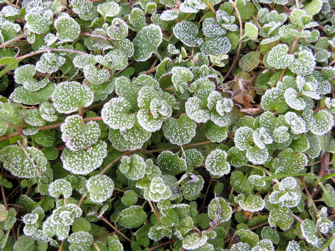 Иней - Лариса С.