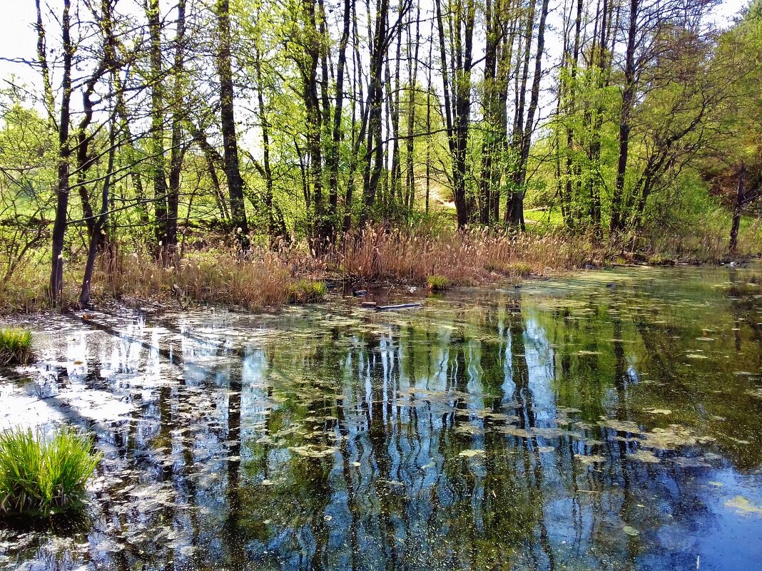лесной водоем - Владимир 
