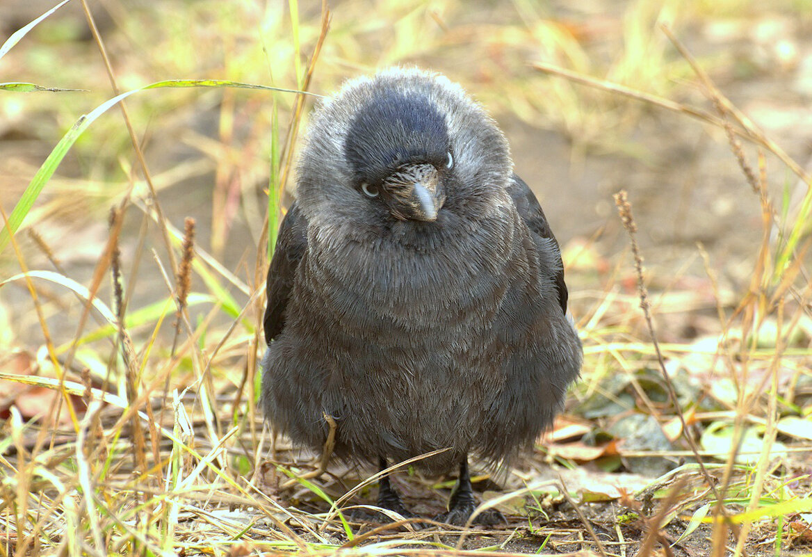 Галка - Вячеслав Минаев