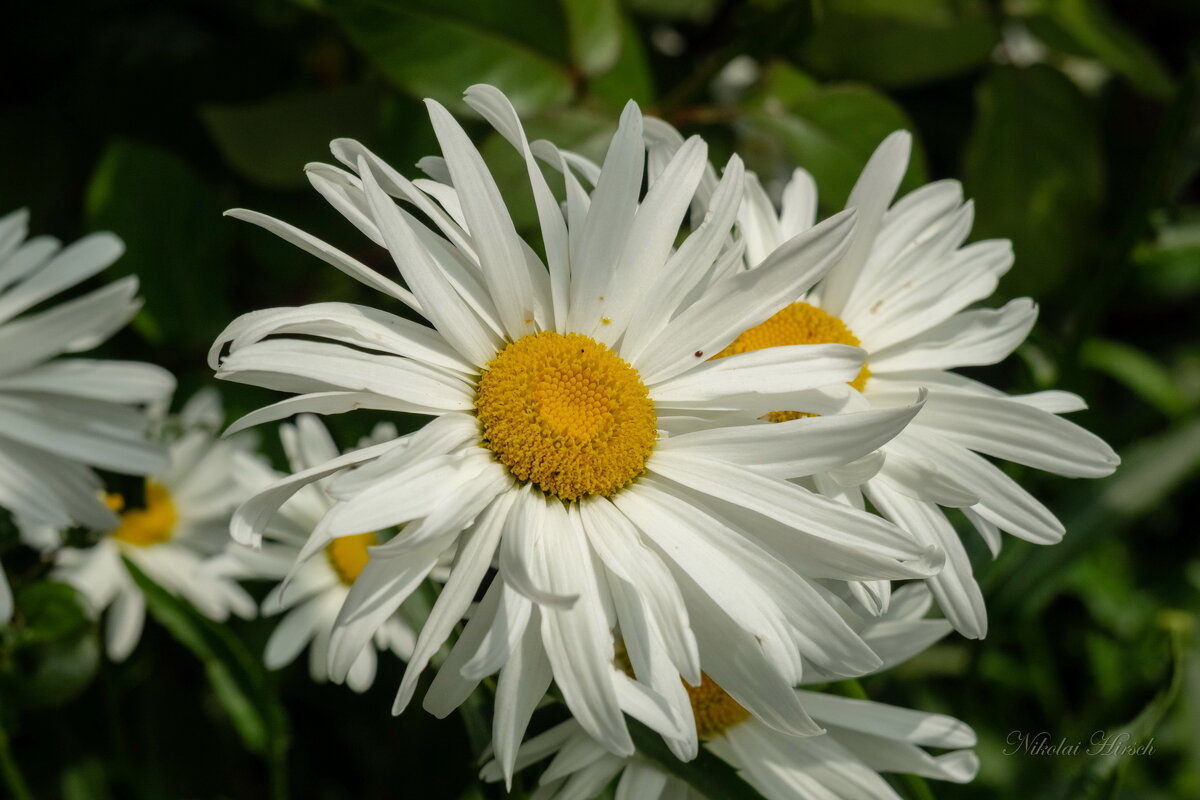 О ромашках... - Николай Гирш