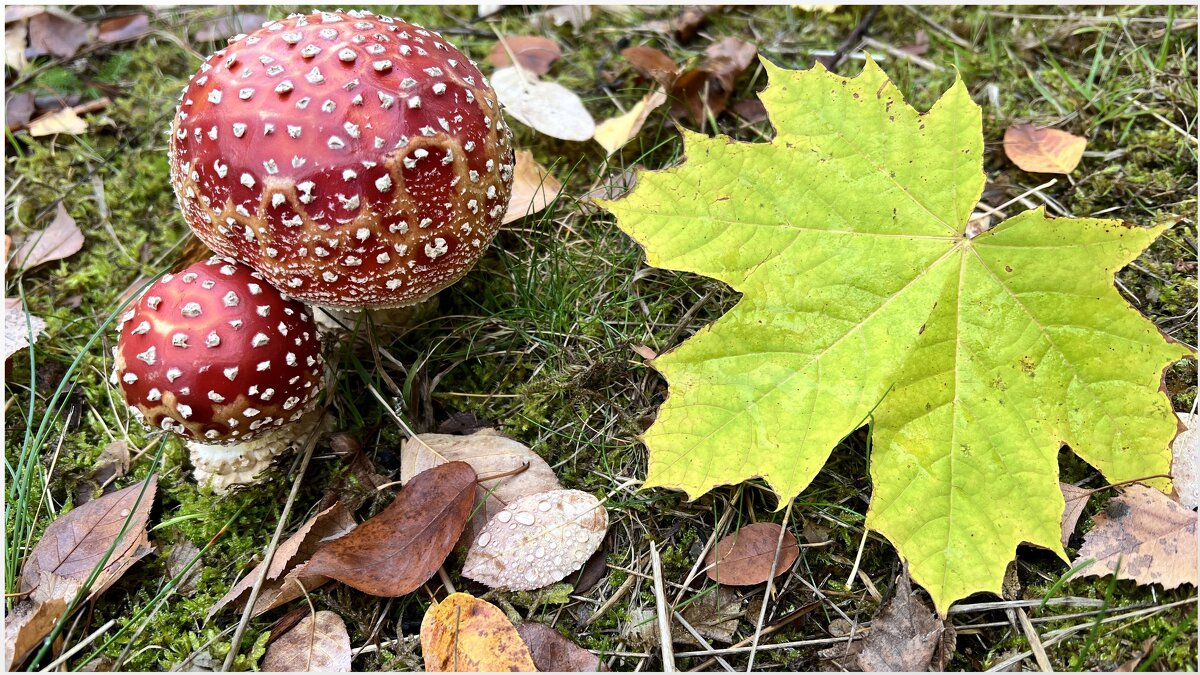 Здесь утром стынет иней серебром, Росинка стала бусинкой хрустальной. - "The Natural World" Александер