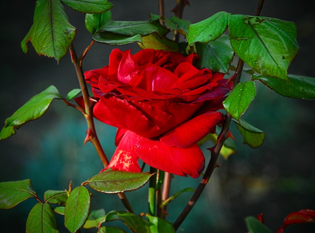 Октябрьская. - Владимир 