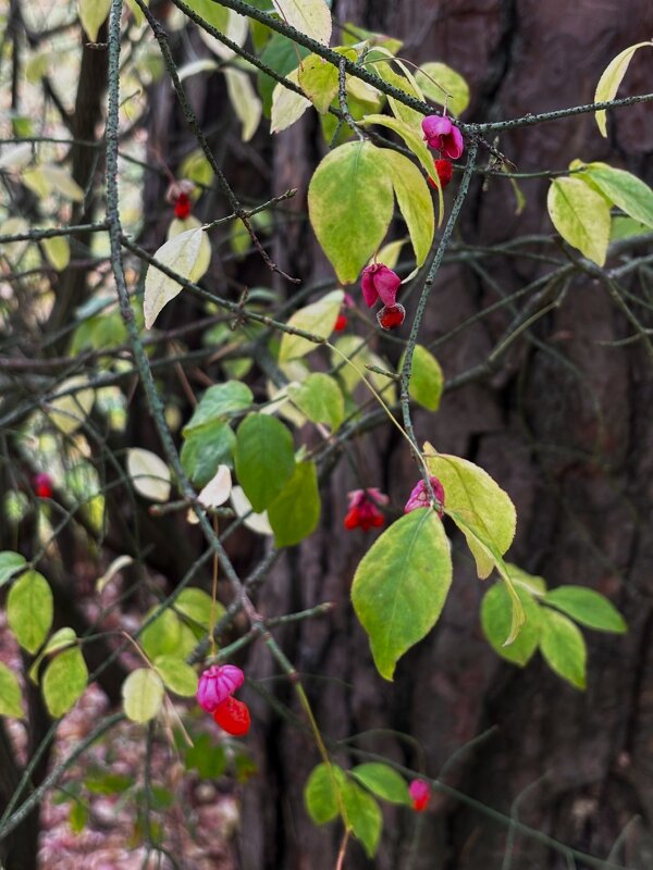 *** - Мария - Maria