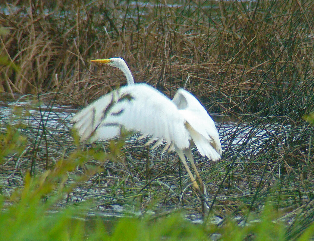 большая белая цапля - gawrilа - dan