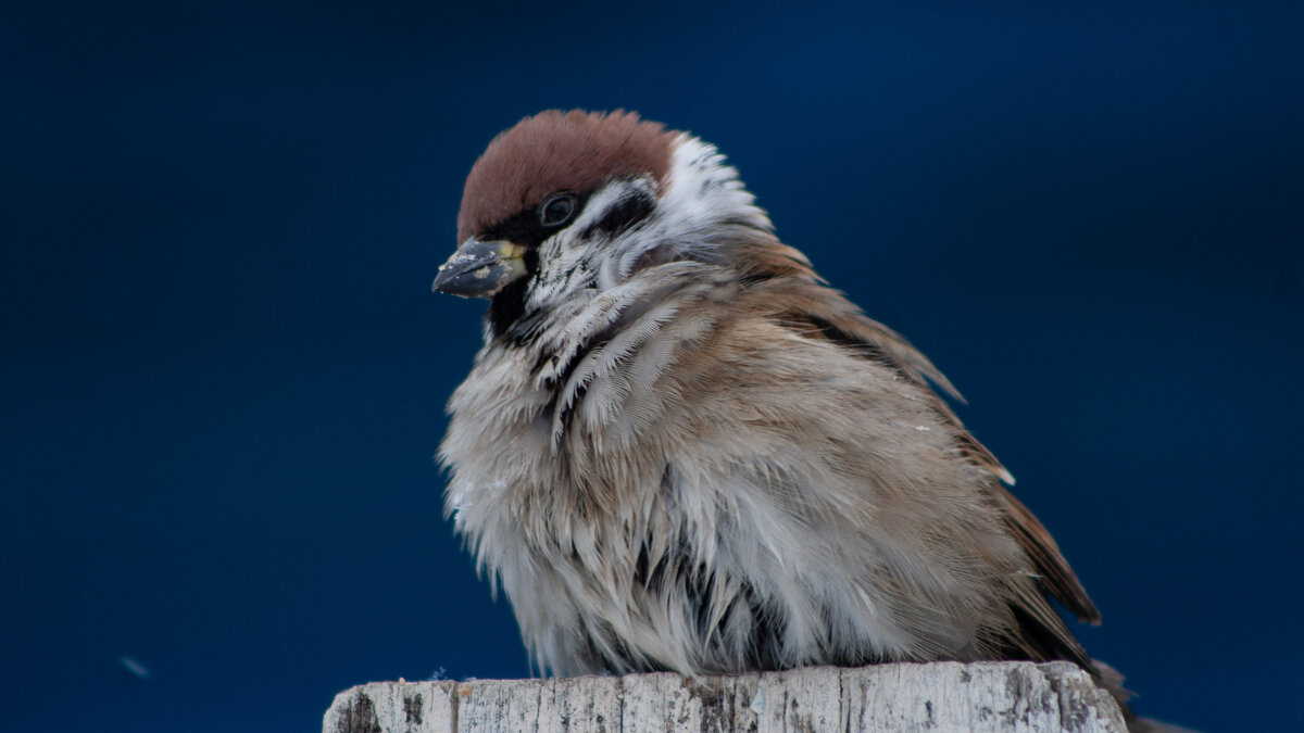 Портрет - Владимир Иванович Портрет - Владимир Иванович