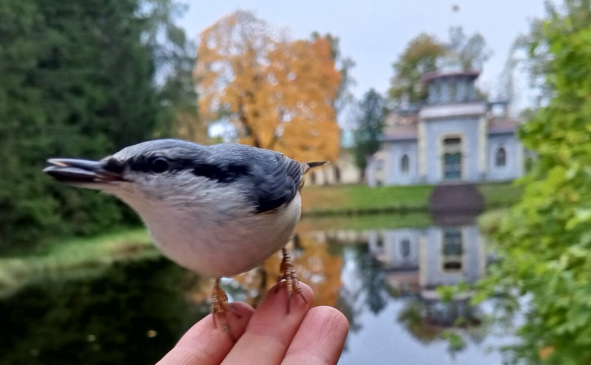 Поползень - Сапсан 
