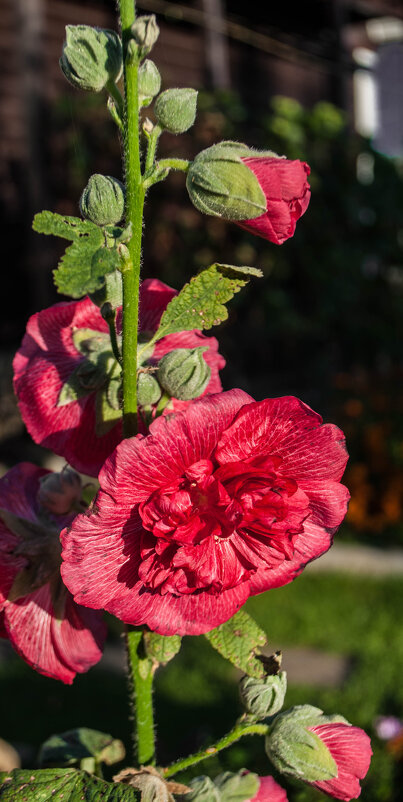 Шток-роза. - yav 110455