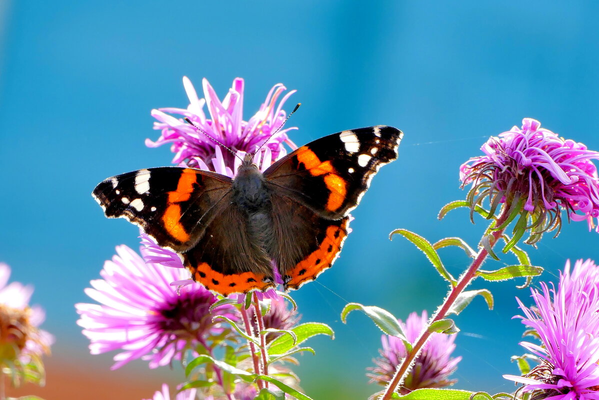 бабочки, снятые вчера 2 - Александр Прокудин