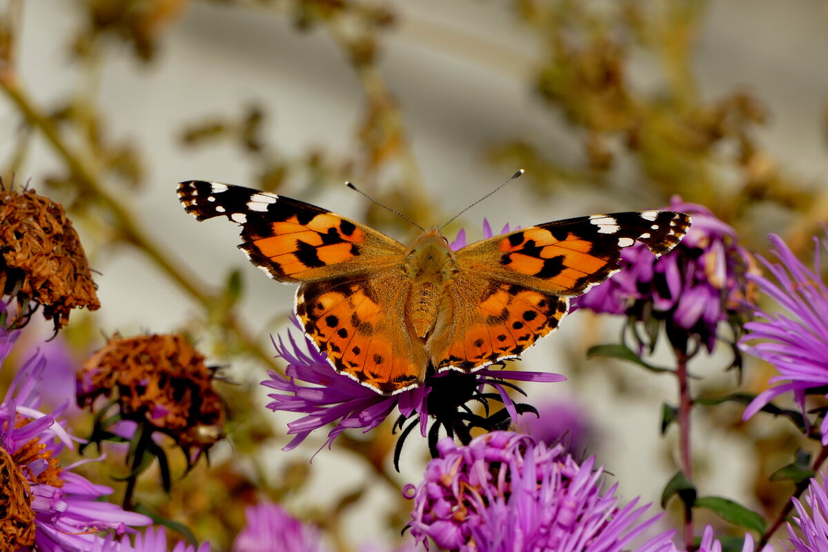 бабочки, снятые вчера 3 - Александр Прокудин