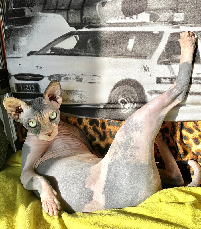 Полуденный отдых балерины ... - Андрей Зайцев