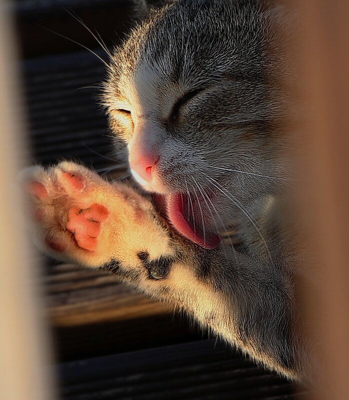 Чистюля - Тамара Вебер