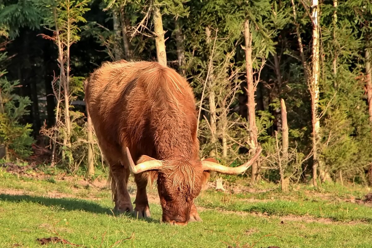 Это коровушка - Тамара Вебер