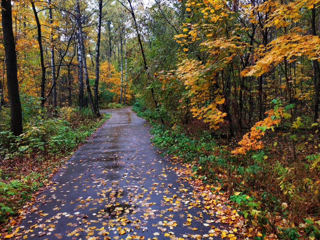 Осень в парке - Андрей Лукьянов