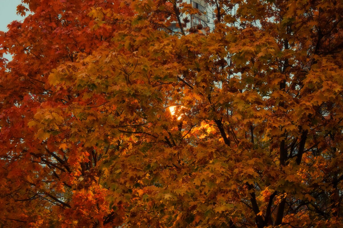 Бурный листопад ещё впереди. - Татьяна Помогалова