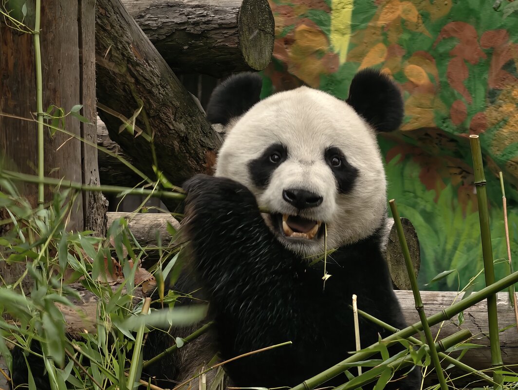 Панда Жуи - <<< Наташа >>>