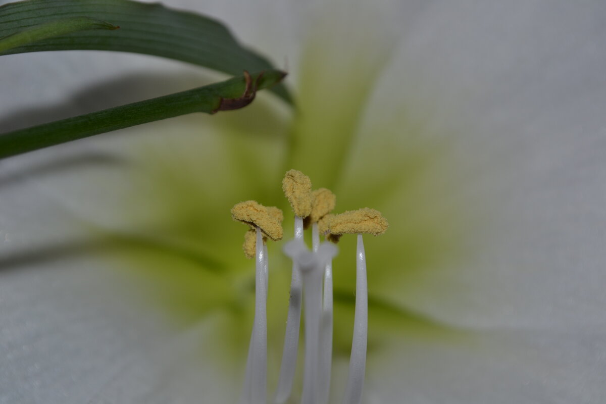 Пестик и...тычинки... - Ирина Жигунова