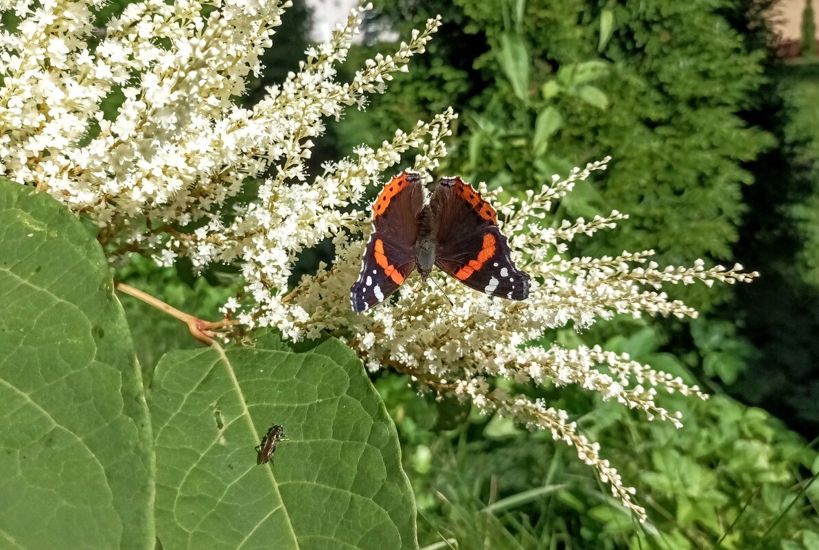 Бабочка адмирал на гречишнике - Veera V