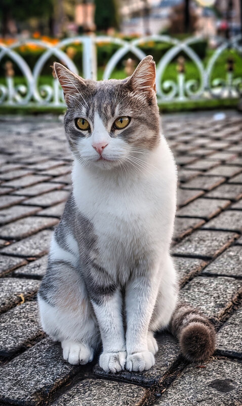 Кот Стамбульский - Ильдар Кот Стамбульский - Ильдар