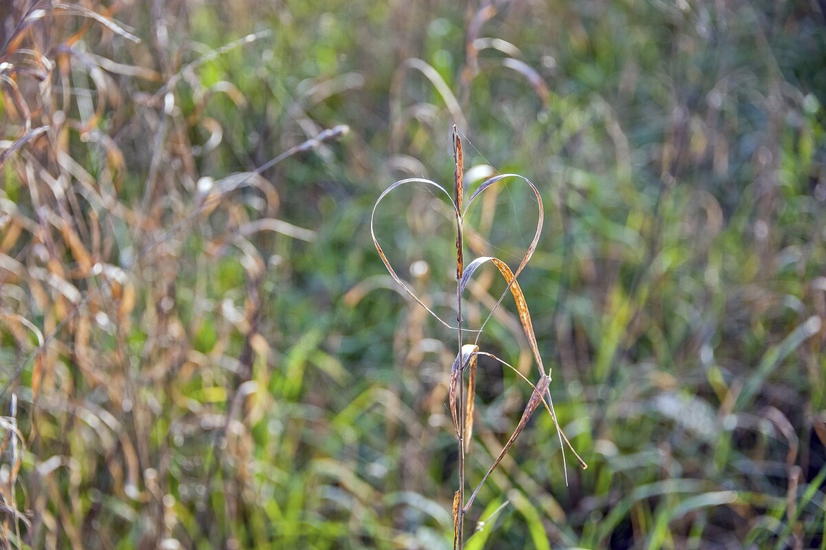 Паук влюбился - Валерий Иванович