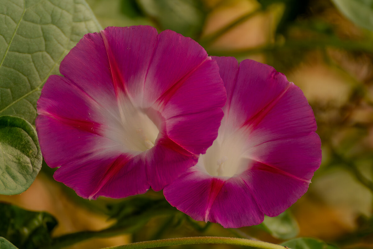 Ипомея - Игорь Сикорский