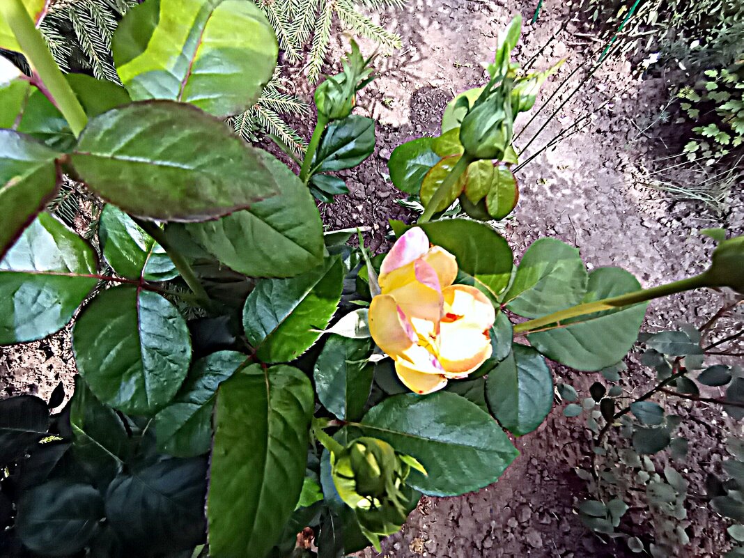 Цветы. - Владимир Драгунский