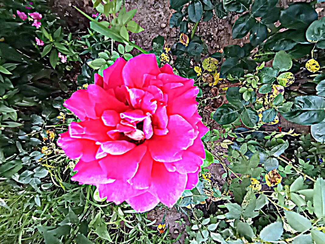 Цветы. - Владимир Драгунский