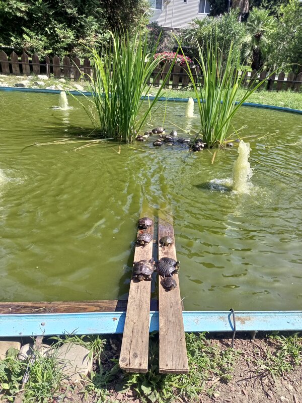 Ниндзя в детстве - Serega SchütZ Ниндзя в детстве - Serega SchütZ