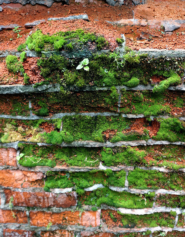 Пробился - Лариса Корж