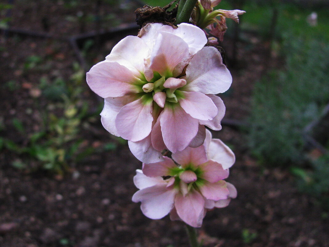 Нежный левкой - Людмила Смородинская