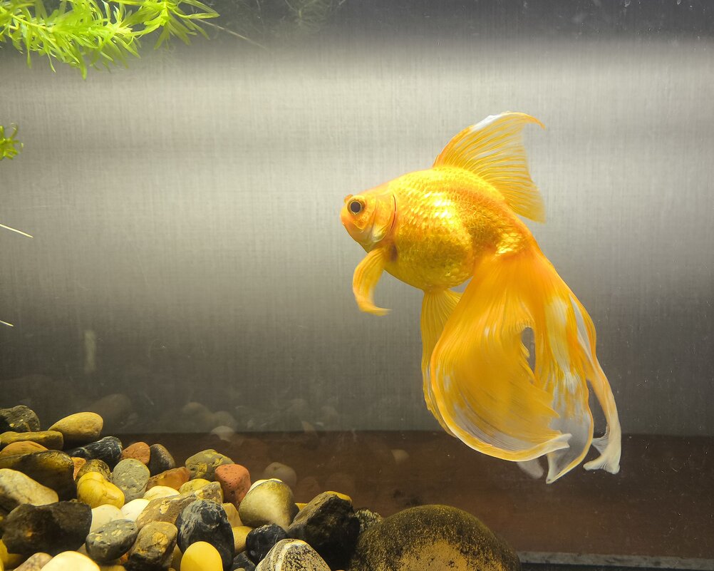 Боцман - Anna Ivanova