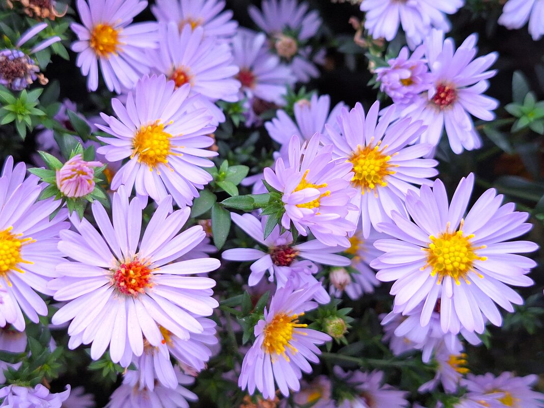 осенние - Наталья 