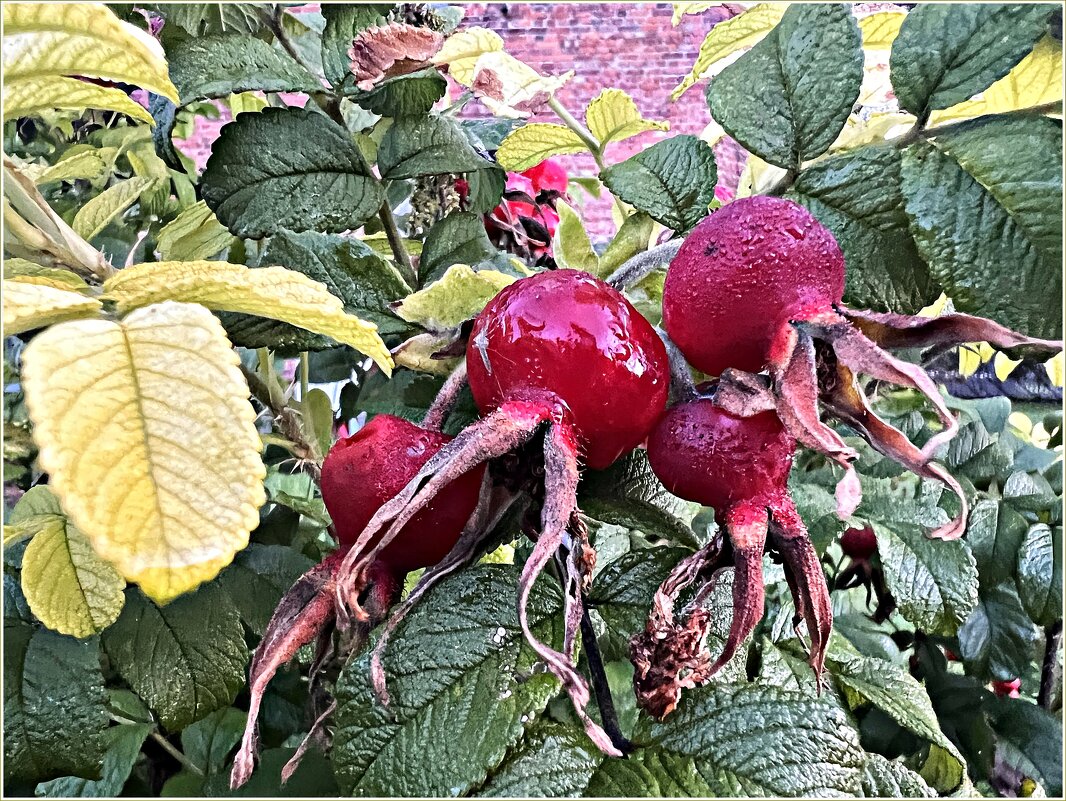 Шиповник. - Валерия Комова Шиповник. - Валерия Комова